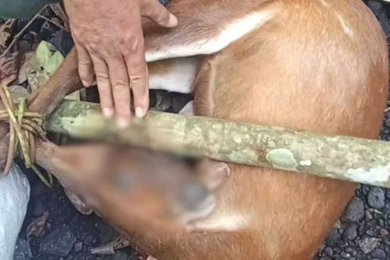Aktivitas Pemburuan Rusa Ditemukan Petugas Patroli Balai TNGR Nusa Tenggara Barat