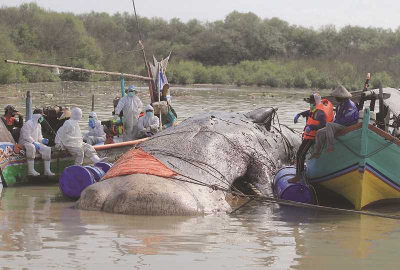 bangkai ikan paus terdampar