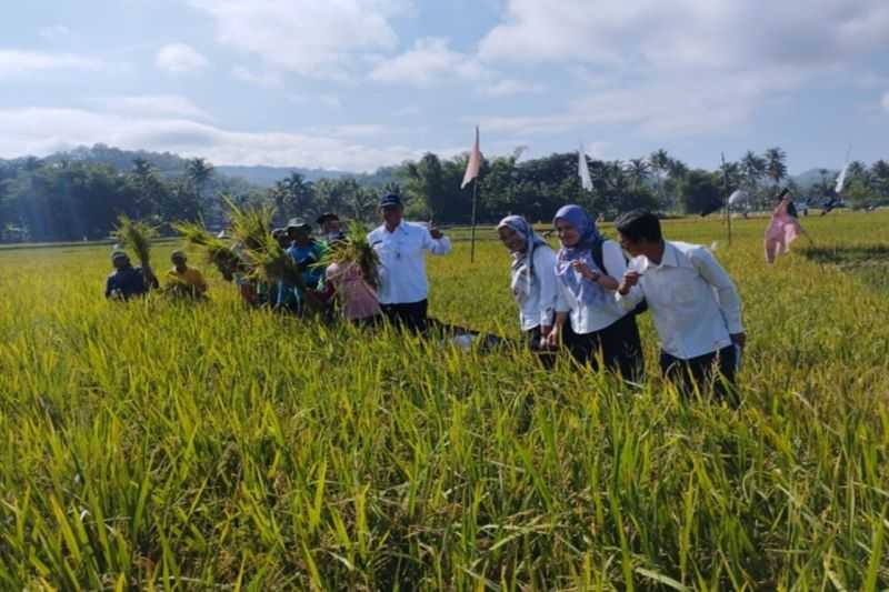 BPS: Harga Beras yang Turun Picu Deflasi di DIY