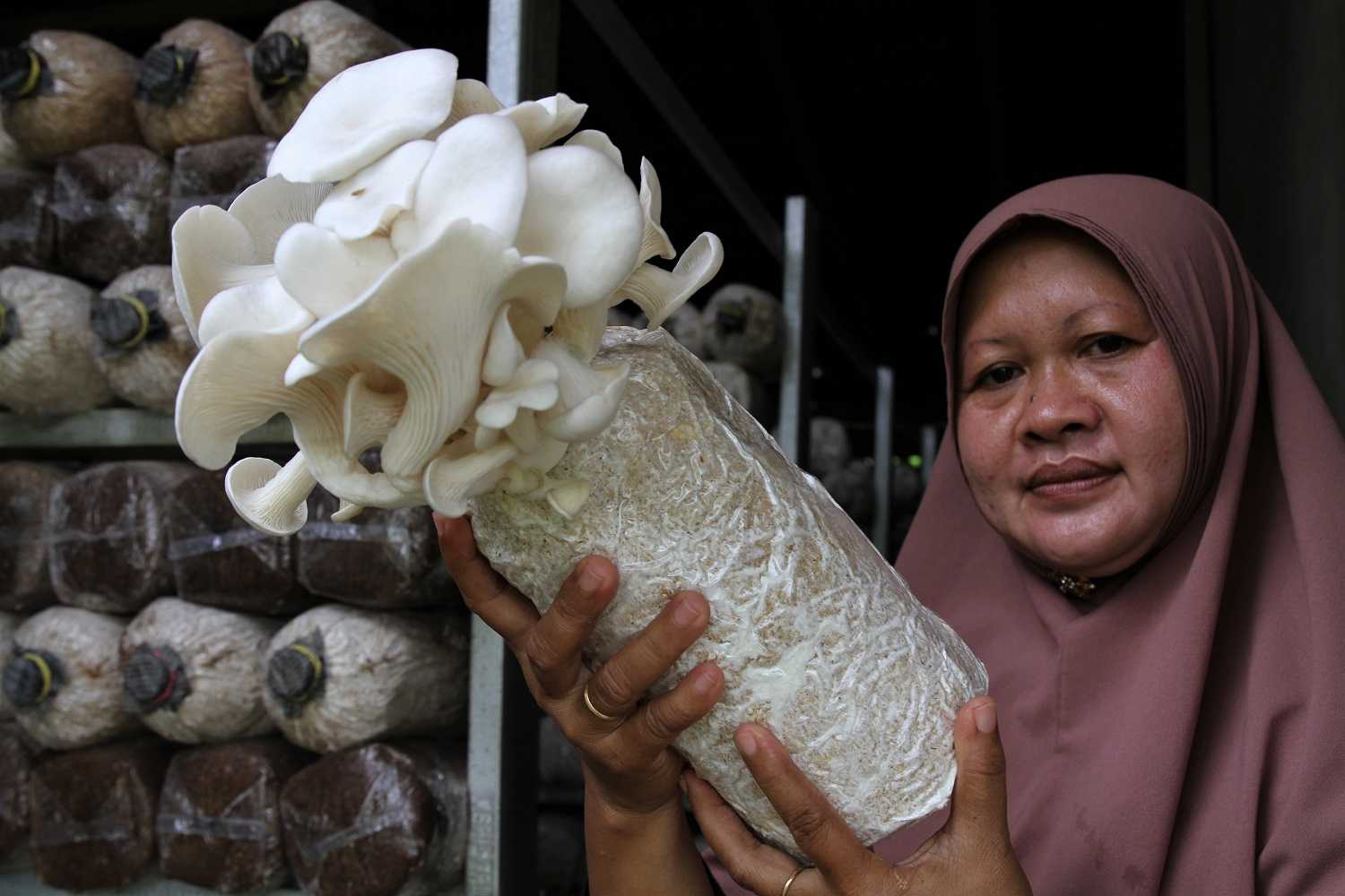 Budi Daya Jamur