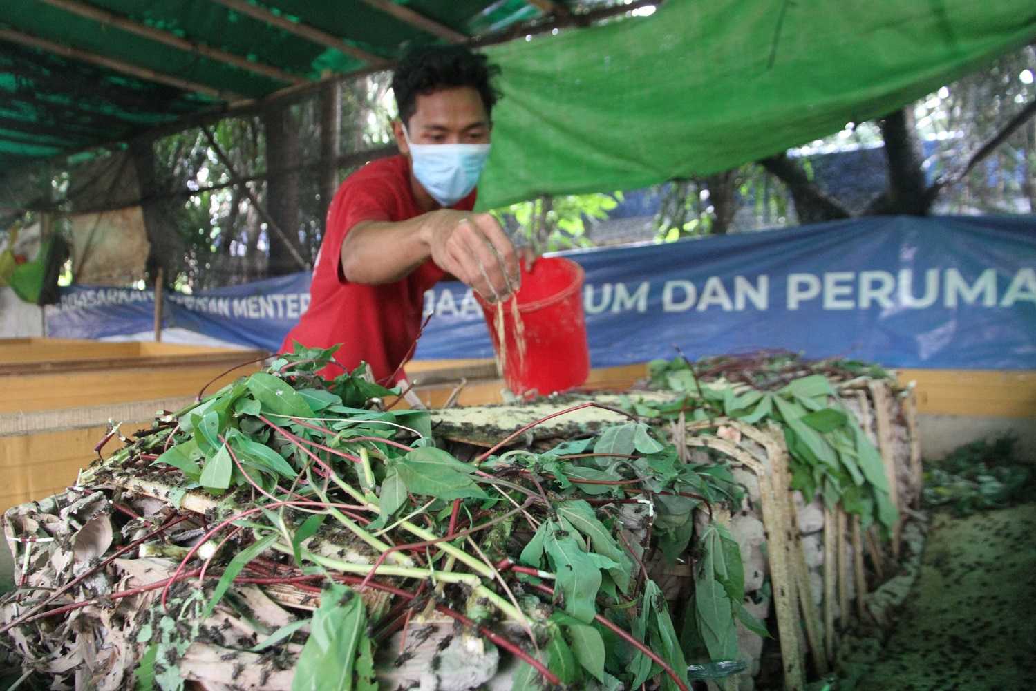 Budi Daya Jangrik