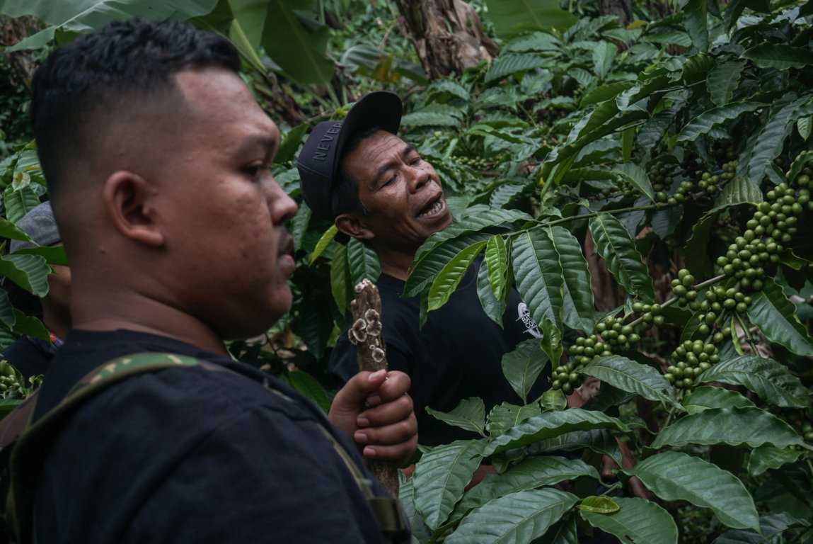 Budi Daya Kopi