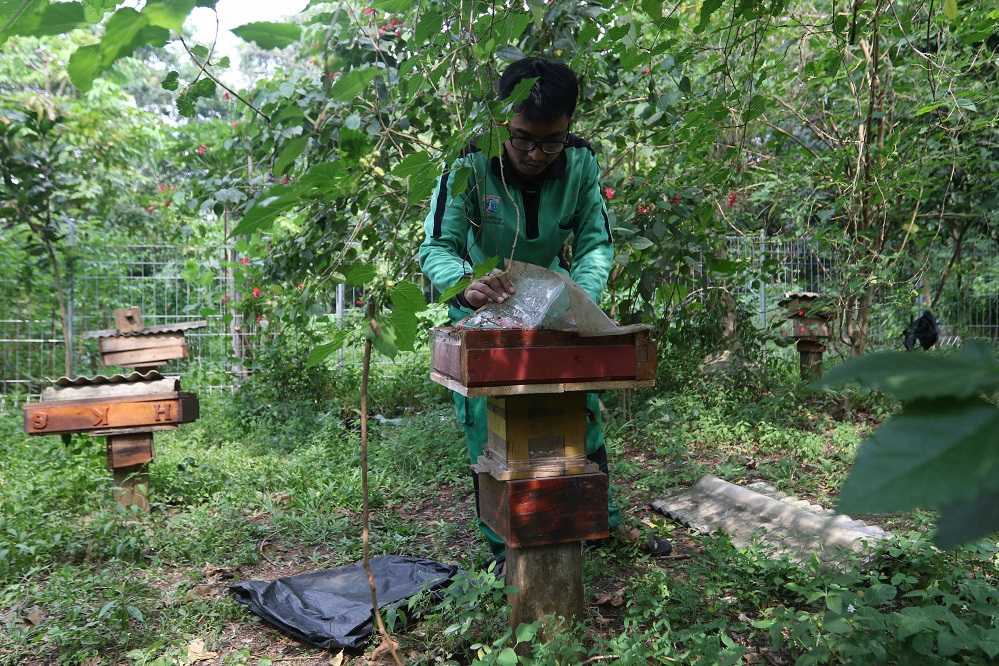 Budi Daya Lebah Trigona