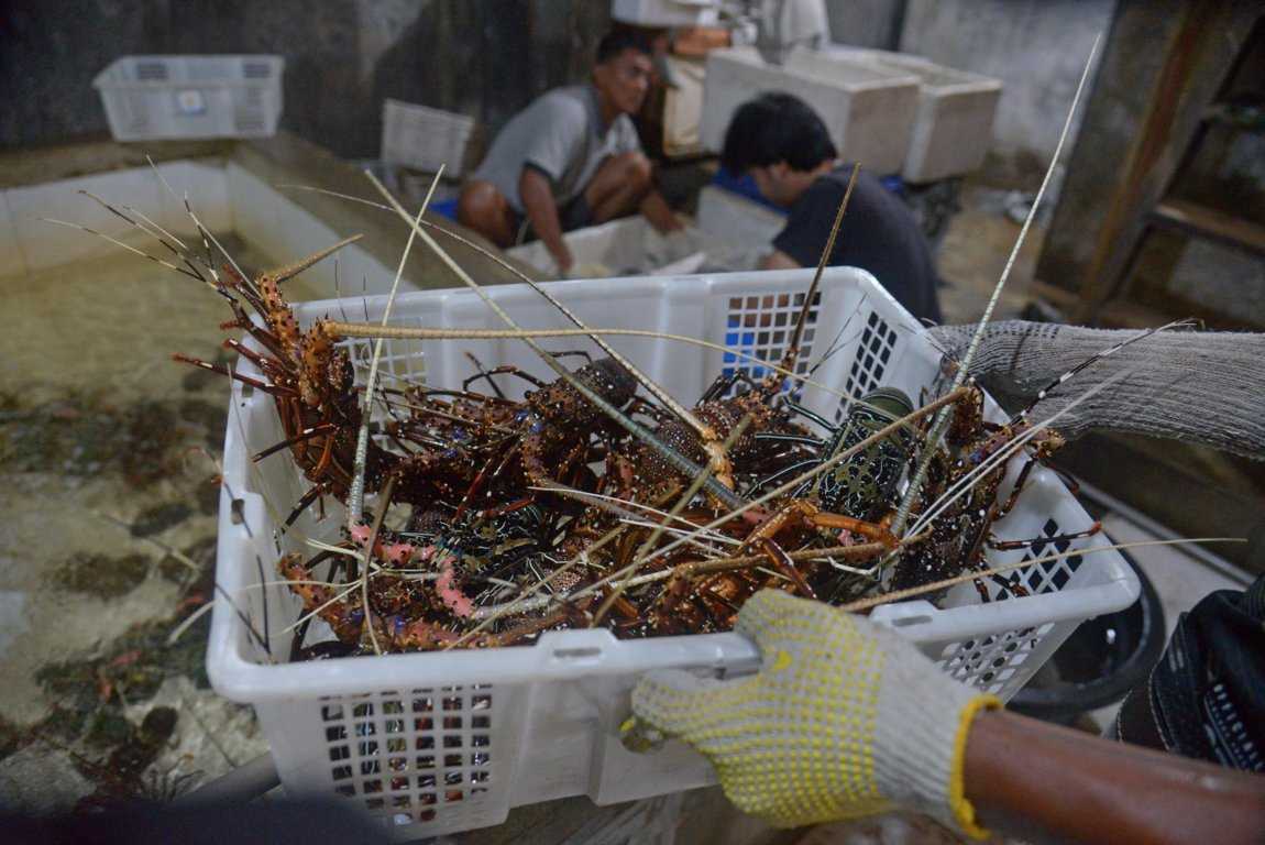 Budi Daya Lobster