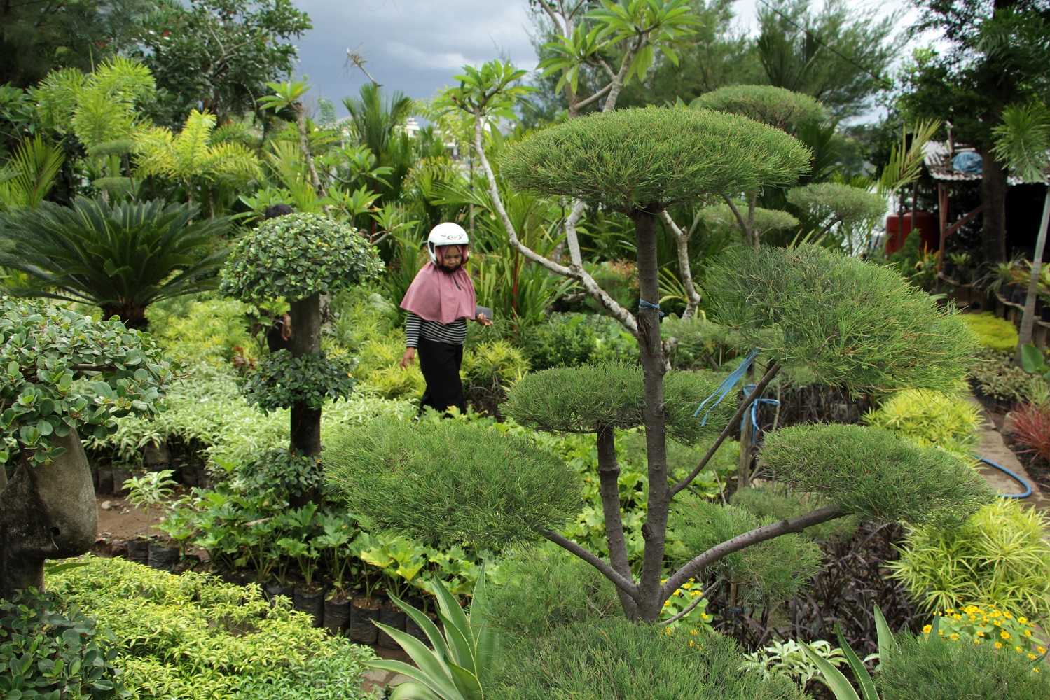 Budi Daya Tanaman Hias