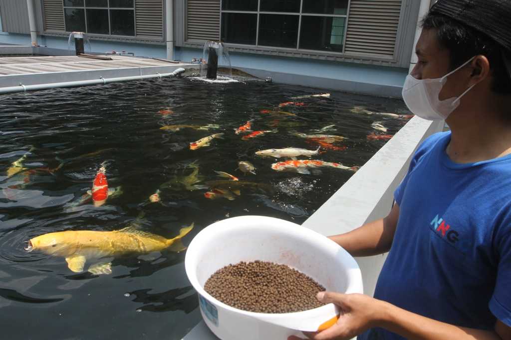 Budidaya Ikan Hias