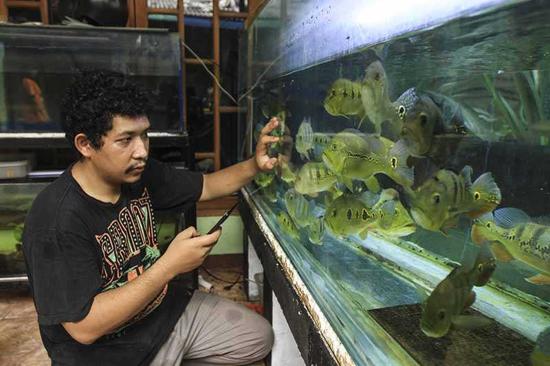 Budidaya Ikan Hias Predator