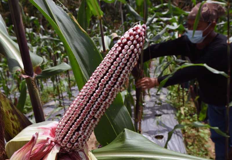 Budidaya Jagung