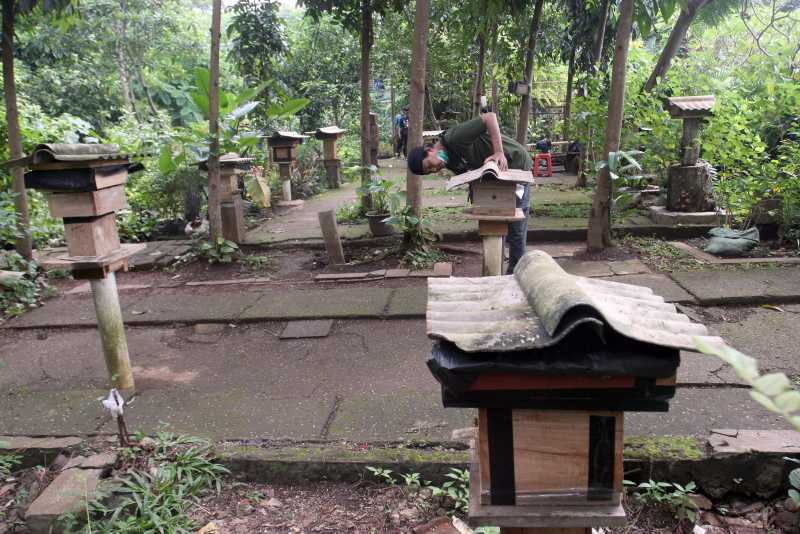 Budidaya lebah