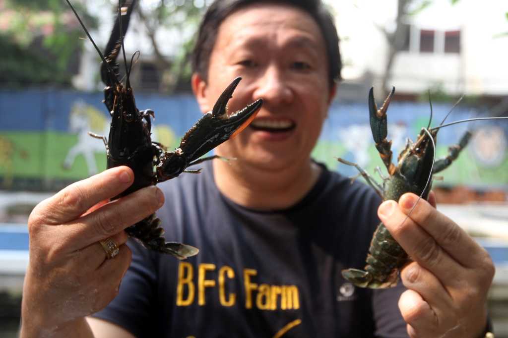 Budidaya Lobster