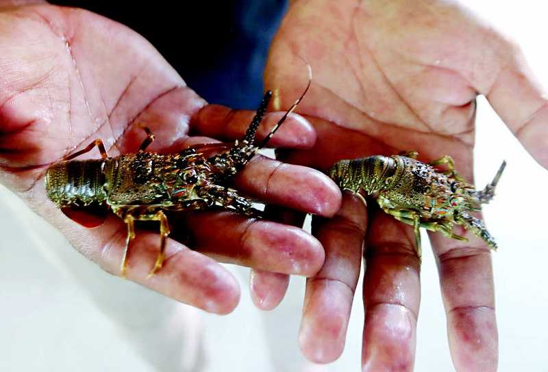 BUDIDAYA LOBSTER