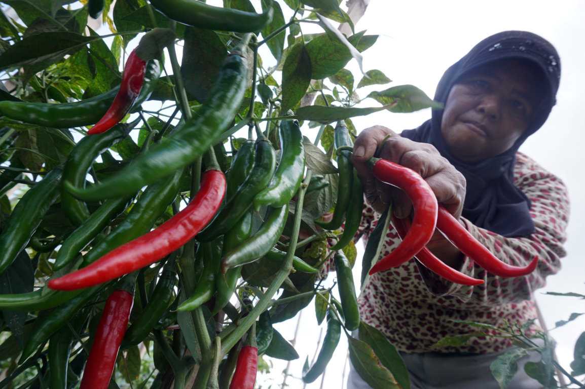 Cabai Mulai Naik