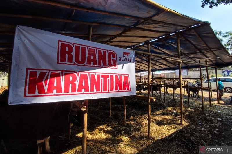 Cegah Penularan PMK, Pedagang Hewan Kurban Siapkan Ruang Karantina untuk Sapi yang Baru Datang