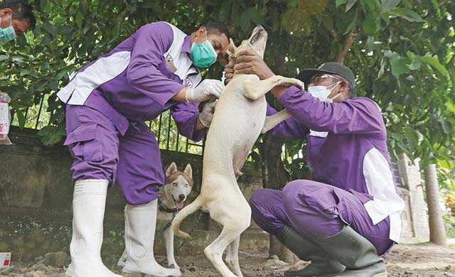 Cegah Rabies