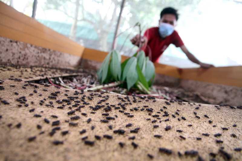 Dampak Pandemi, Warga Korban PHK Budidayakan Jangkrik