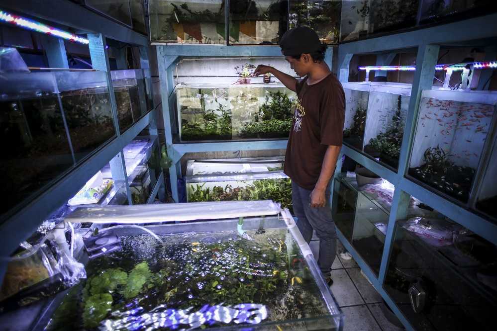 Digitalisasi Pemasaran Ikan Hias