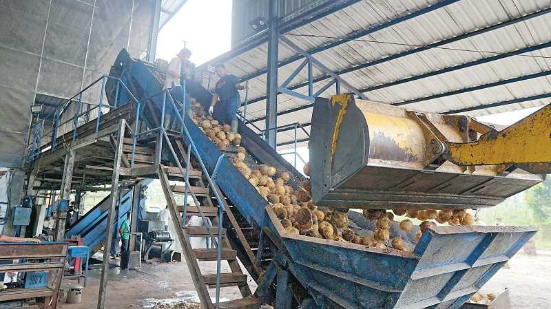 EKSPOR TEPUNG KELAPA GORONTALO