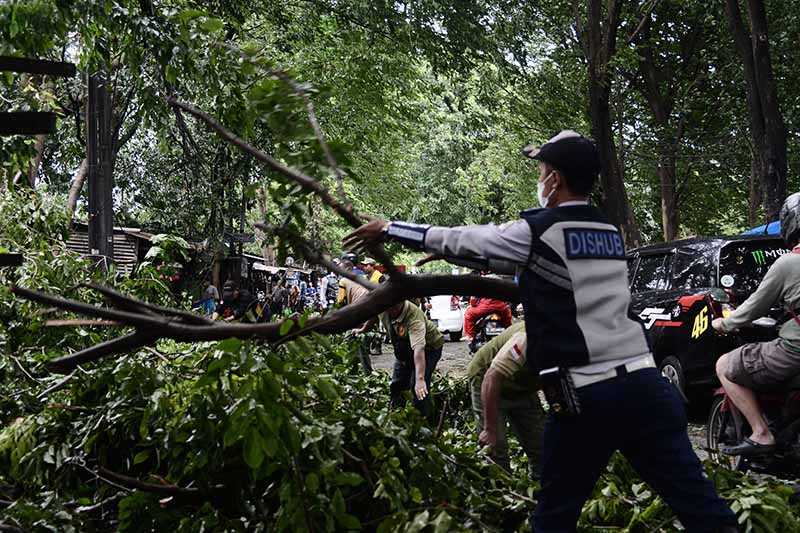 Evakuasi Pohon Tumbang Akibat Angin Kencang