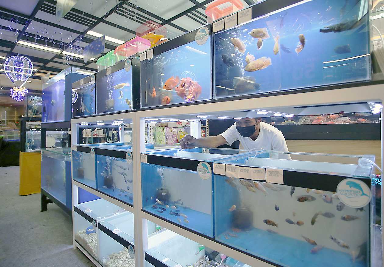 Fish Festival 2021