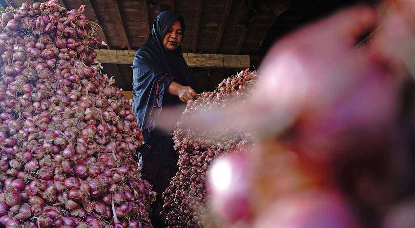 Harga Bawang Turun