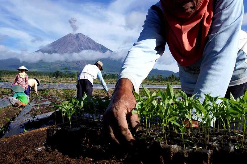 Harga Bibit cabai Naik