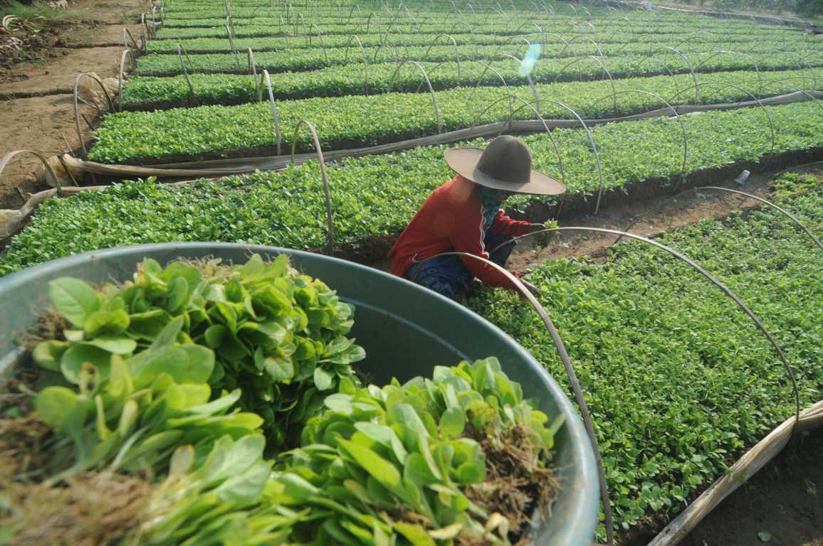 Harga Bibit Naik