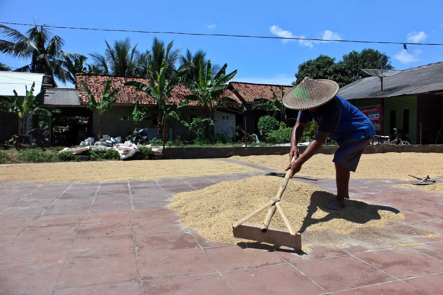 Harga Gabah Naik