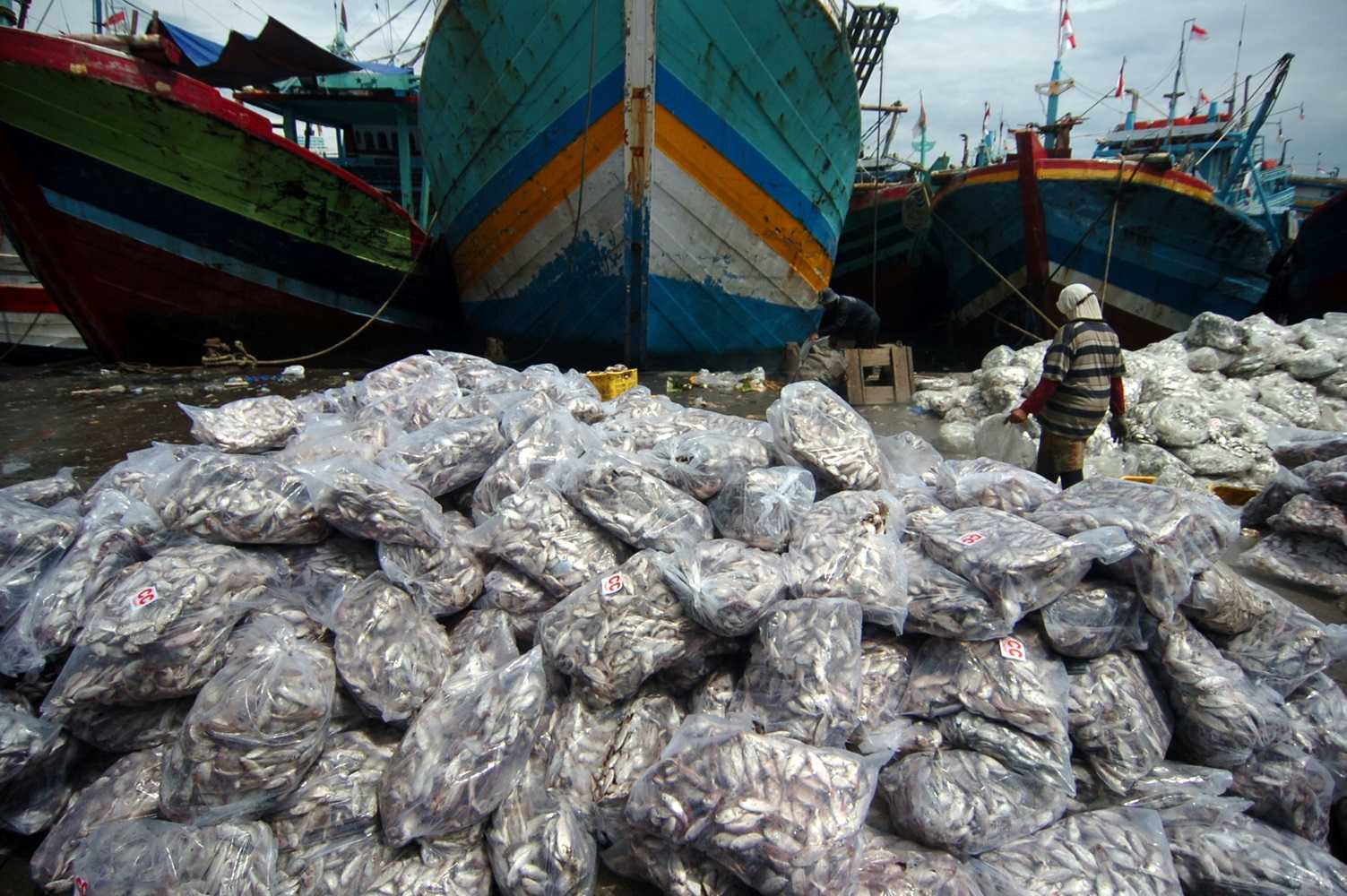 Harga Ikan Turun