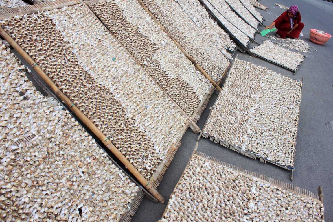 Harga Ikan Turun