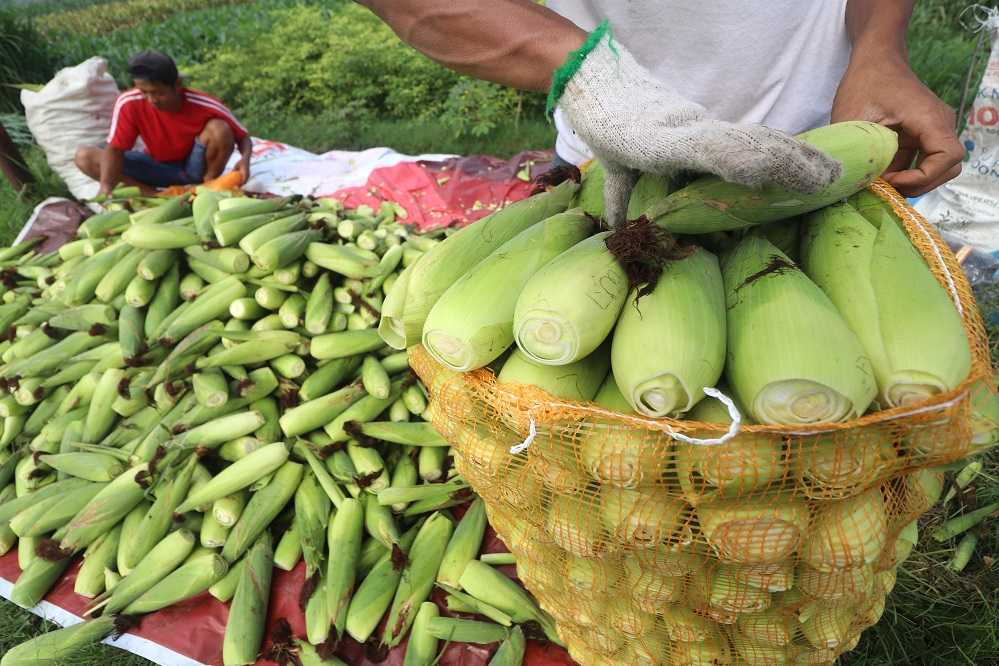 Harga Jagung Naik