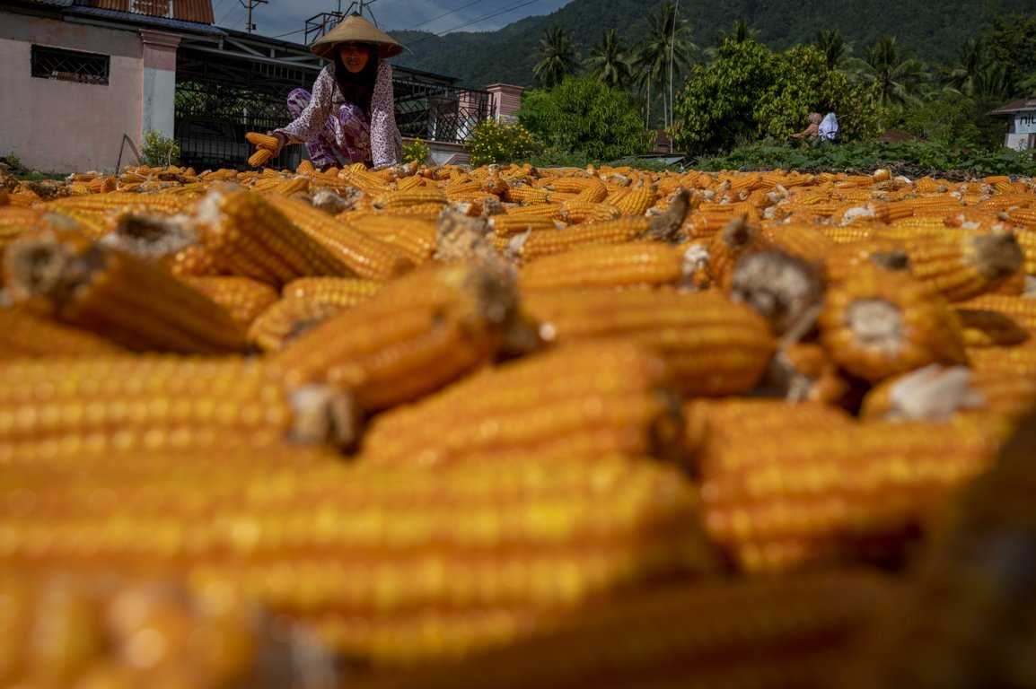 Harga Jagung Naik