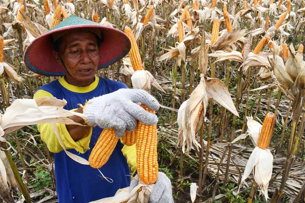 Harga Jagung Petani Turun