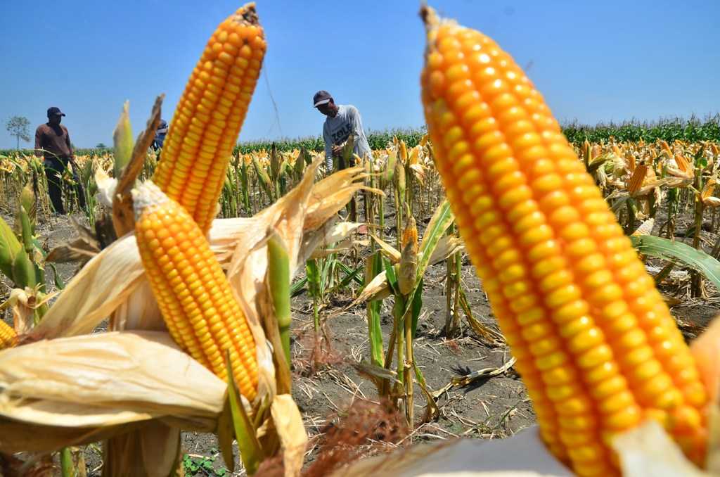 Harga Jagung Turun