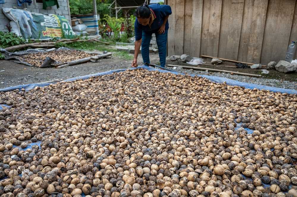 Harga Kemiri Naik