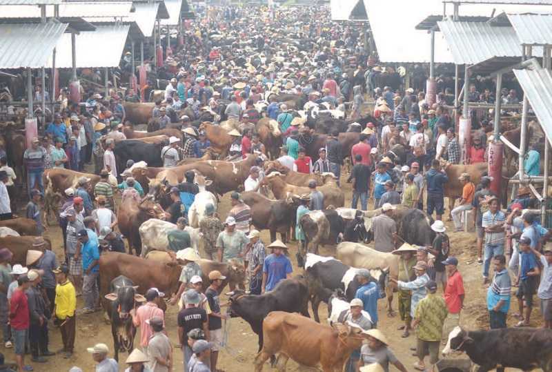 HARGA SAPI PEDAGING DI BOYOLALI NAIK