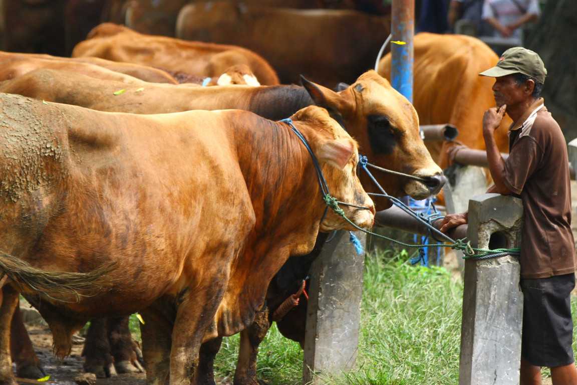 Harga Sapi Turun