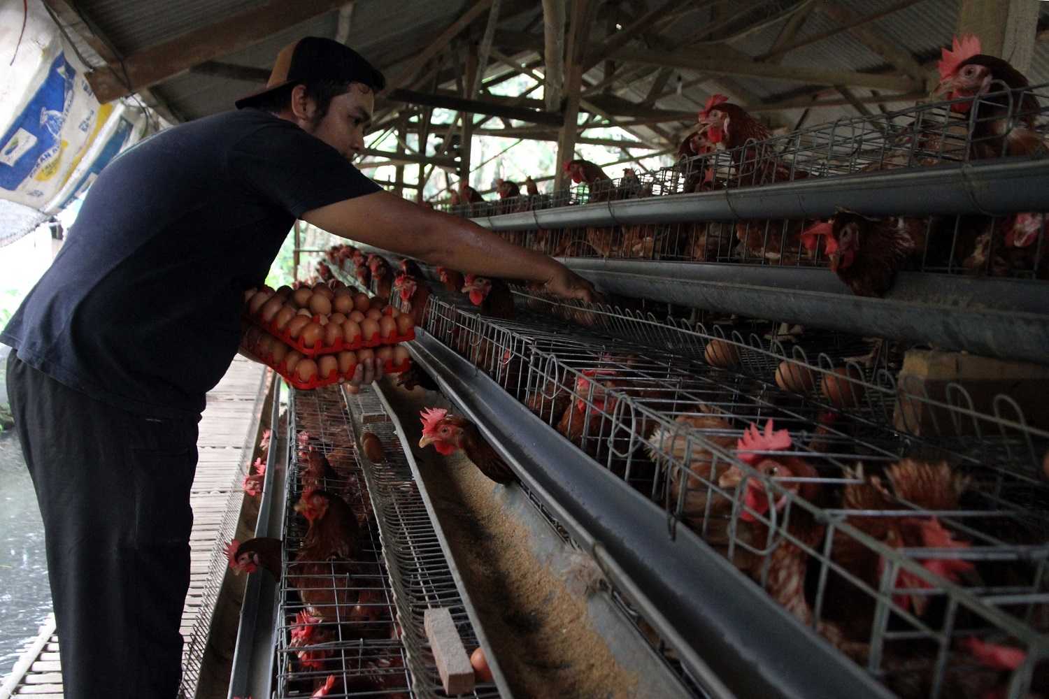 Harga Telur Melonjak