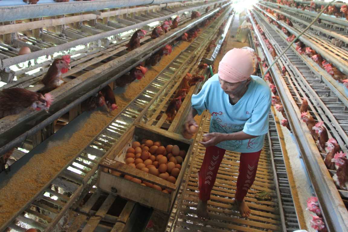 Harga Telur Naik