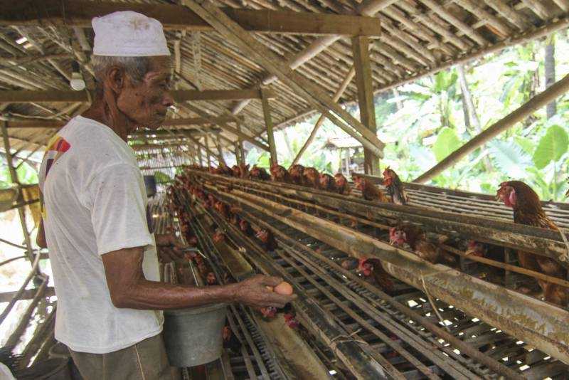 Harga Telur Turun