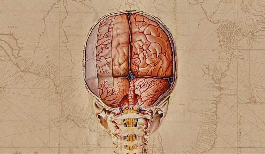 Ilmuwan Ungkap 'Atlas' Otak Manusia dan Otak Primata