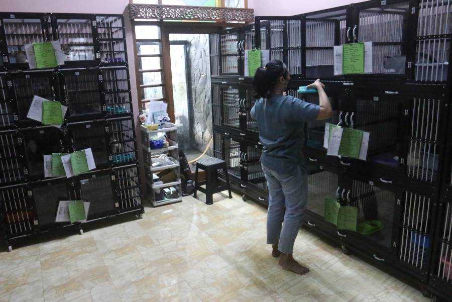 Jasa Penitipan Hewan Peliharaan