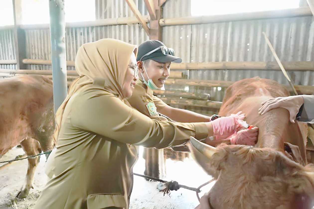 Jelang Idul Adha Pemkab Lumajang Tingkatkan Pengawasan Hewan Kurban