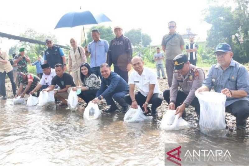Kabar Gembira, Pemkab Tapanuli Selatan Tabur Benih Ikan di Sungai Batang Angkola