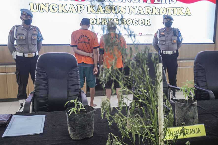Kasus Penanaman Ganja