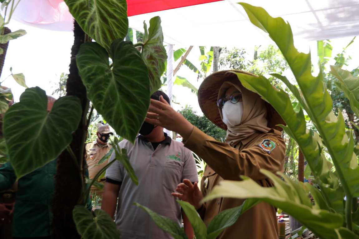 Kembangkan Tanaman Hias