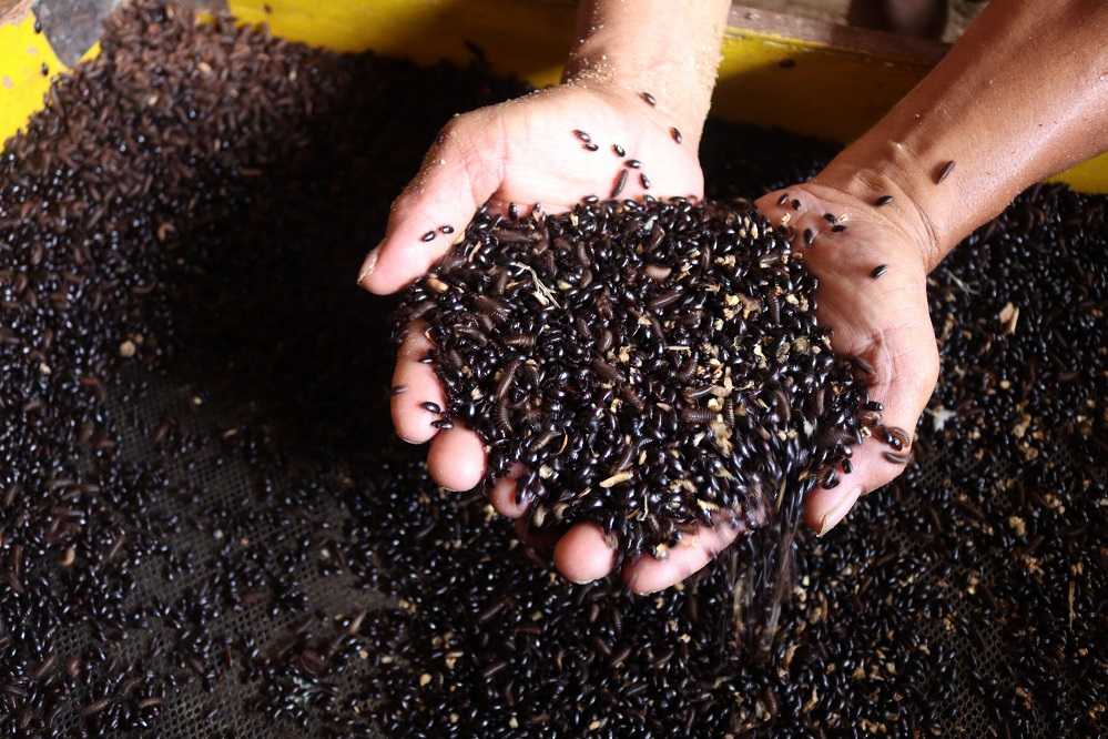 Kenaikan Harga Pakan
