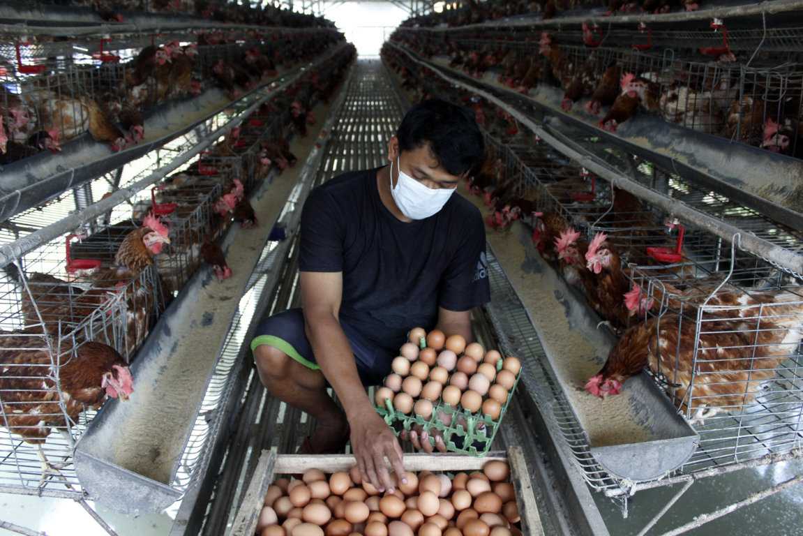 Kenaikan Harga Telur