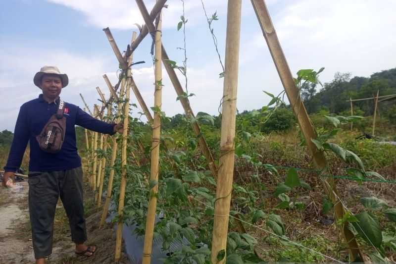 Keren, Perusahaan Ini Kembangkan Agroforestri di Bekas Tambang