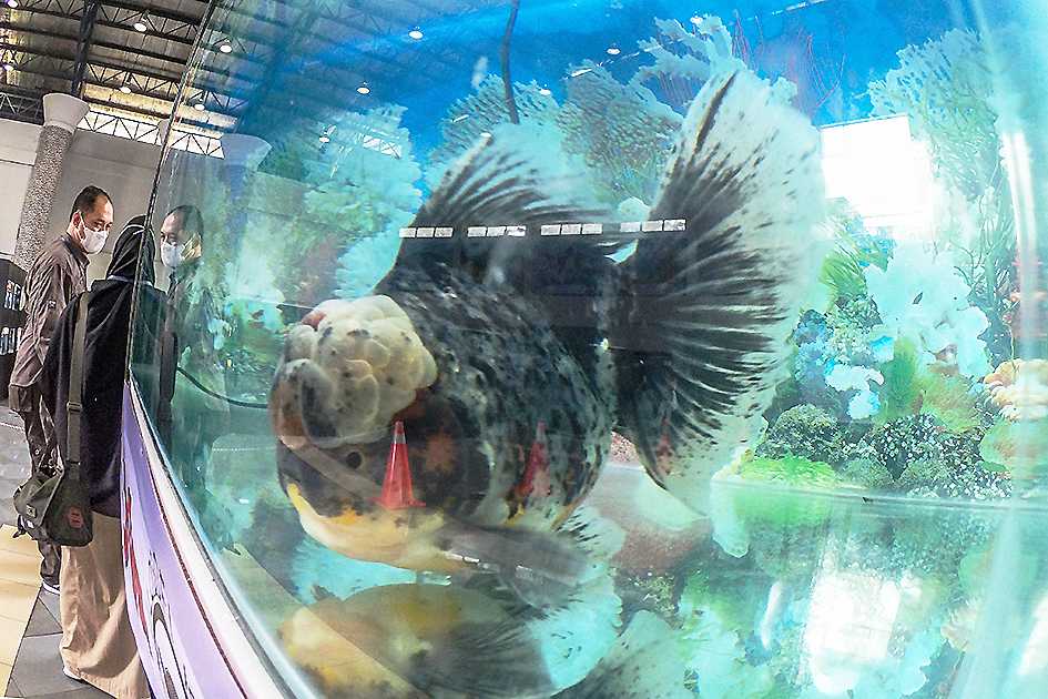 Kontes Ikan Hias