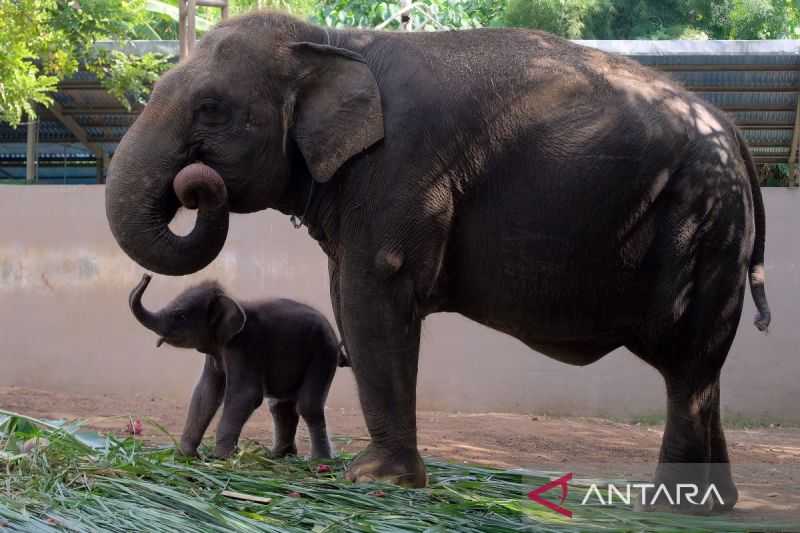 Lanang, Bayi Gajah Sumatera Pertama yang Lahir di Bali Zoo